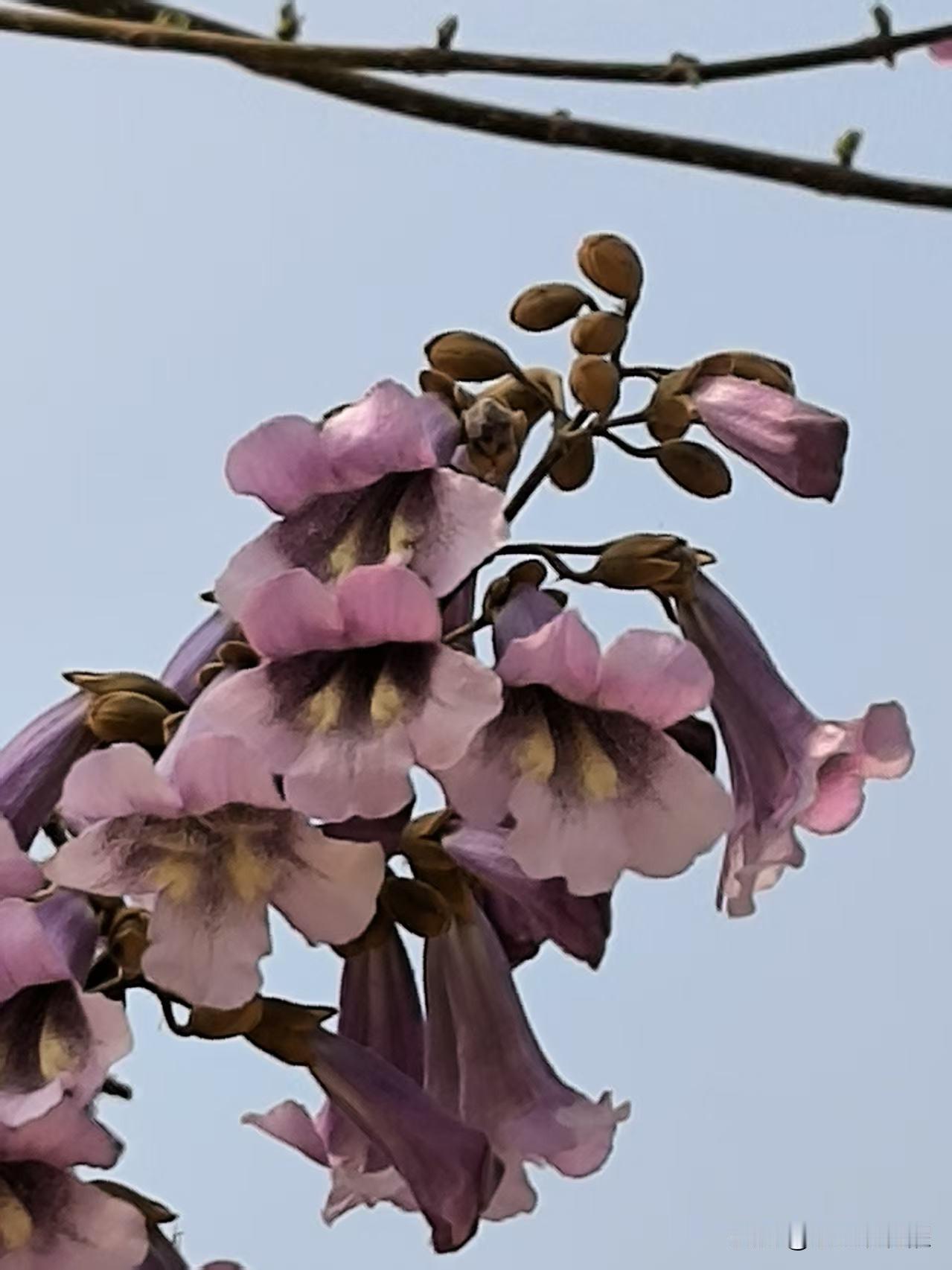 这种花很少见，
友友们你们见过吗？
在国展中心生态绿道那见到的，这是一种树花，树