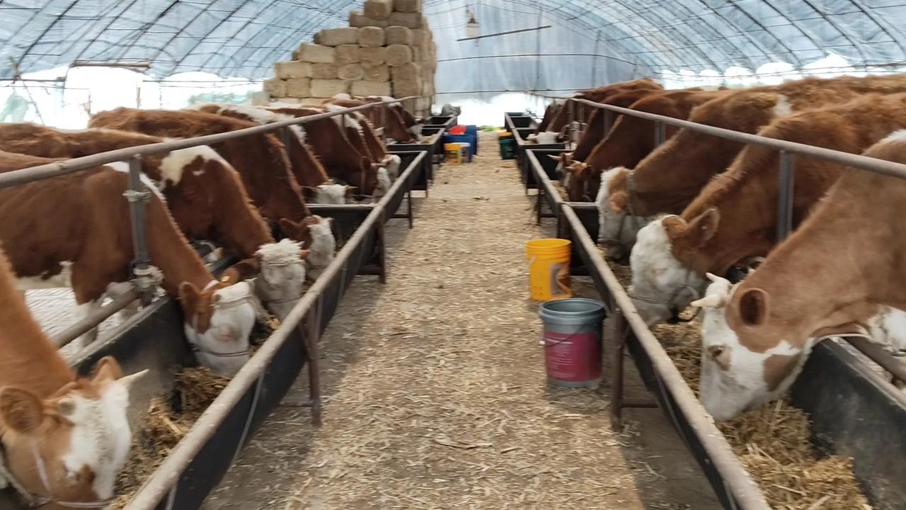 养牛人的真实一天——晨曦初露的劳作与憧憬

凌晨的空气，清冷而略带潮湿，这时的大