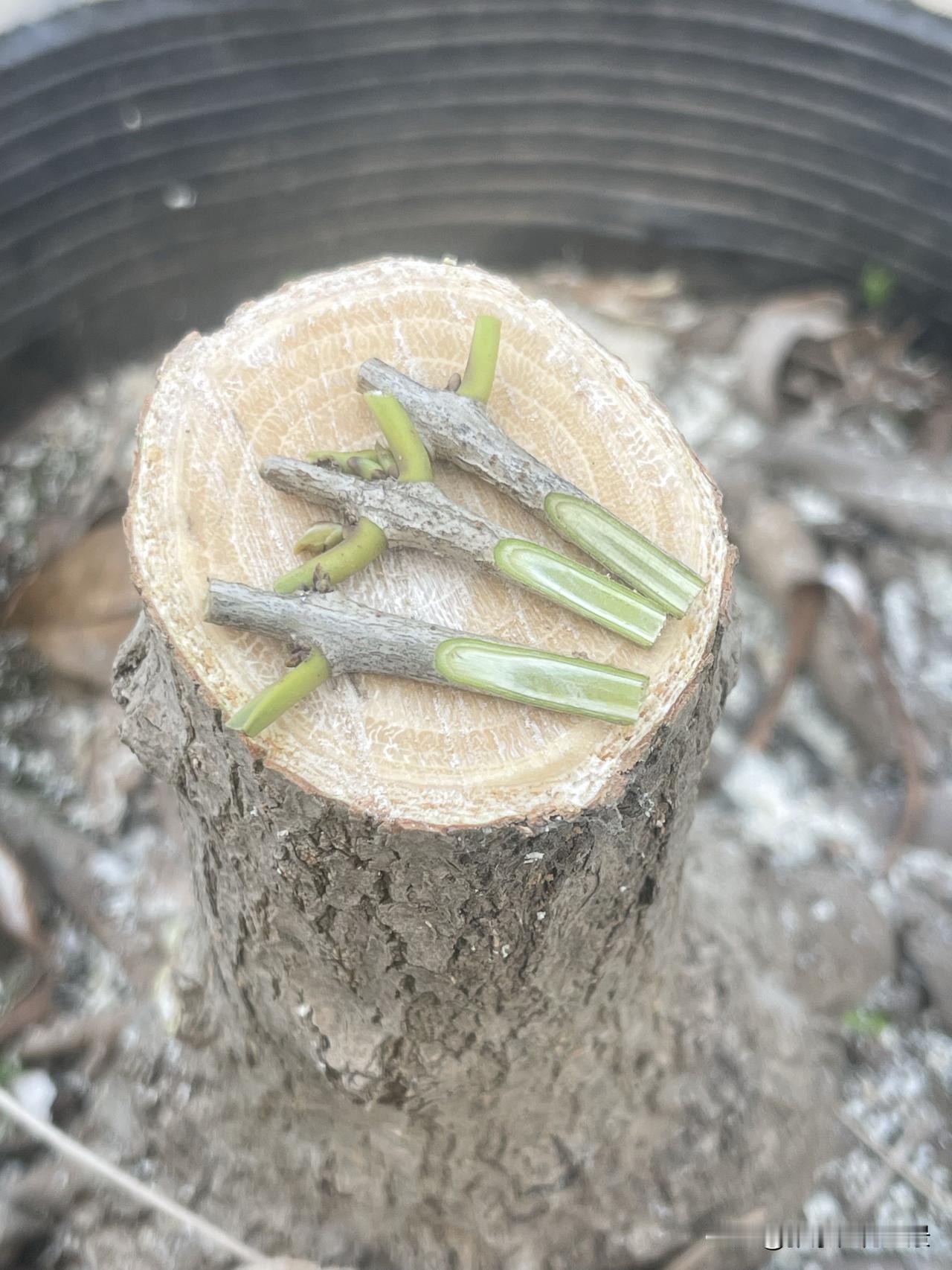 芽接的最佳时间是什么桂花芽接的最佳时间是清明节前后各十天，是芽接的最佳时间