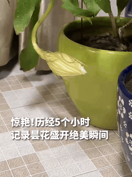 江苏南京，女子准备关灯休息时，突然发现阳台的昙花有动静，她走近一瞧，发现昙花要开