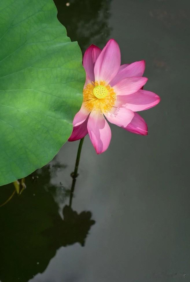 移船相近邀相见
犹抱琵琶半遮面
[祝福]