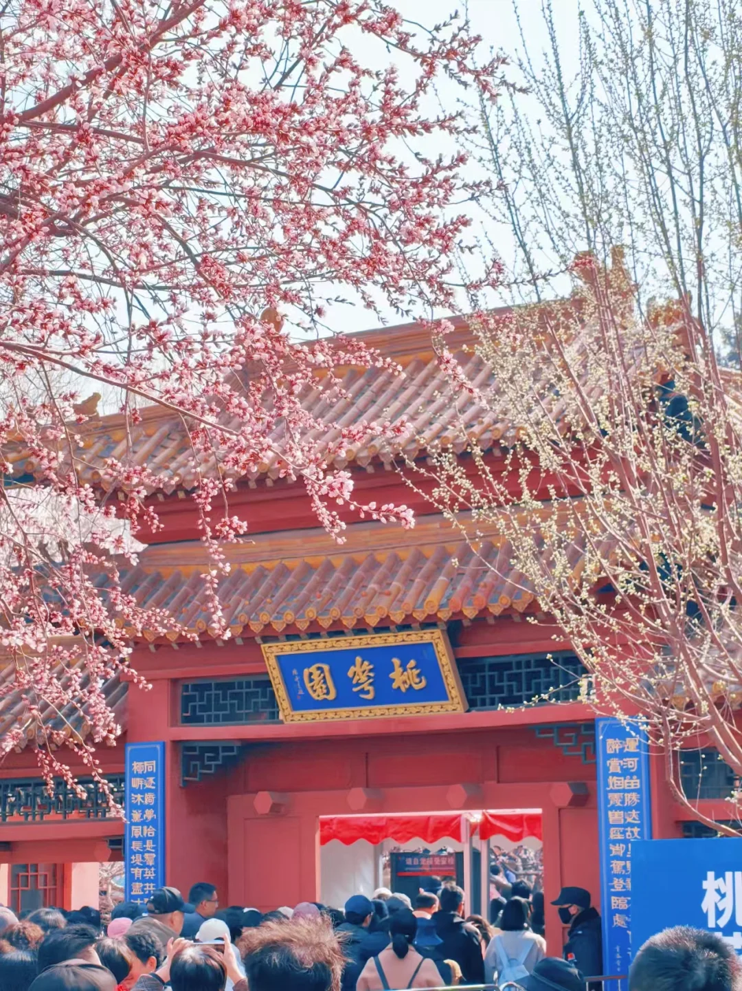 天津桃花堤攻略｜避坑+赏花一篇通✨