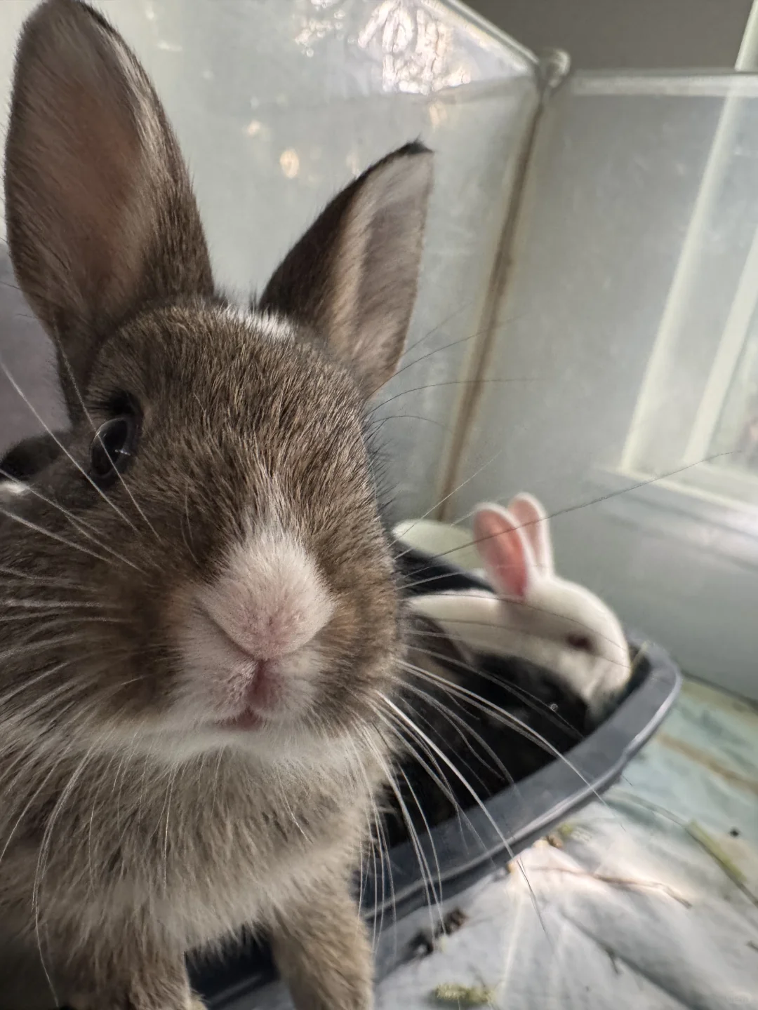 🐰可爱的小宝贝们🥰