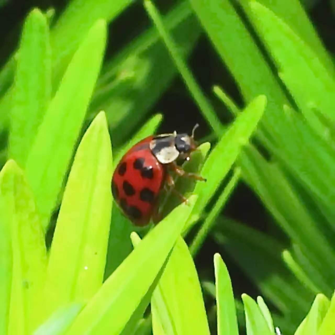 【昆虫观赏•一图一虫】异色瓢虫，鞘翅目瓢虫科和瓢虫属昆虫。鞘翅的色泽及斑纹变异有