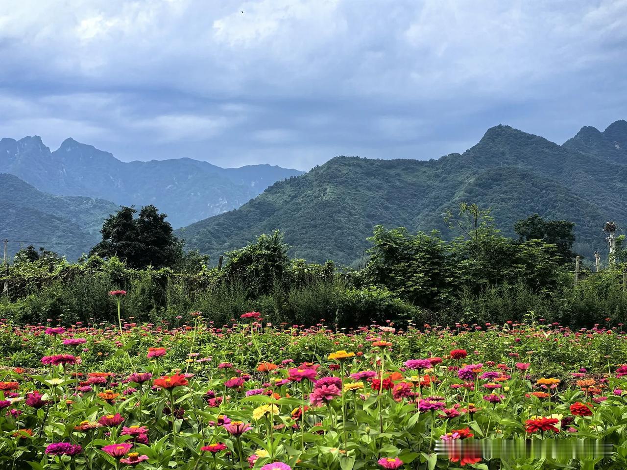 《游钟山》


一一 王安石

终日看山不厌山，买山终待老山间。

山花落尽山长