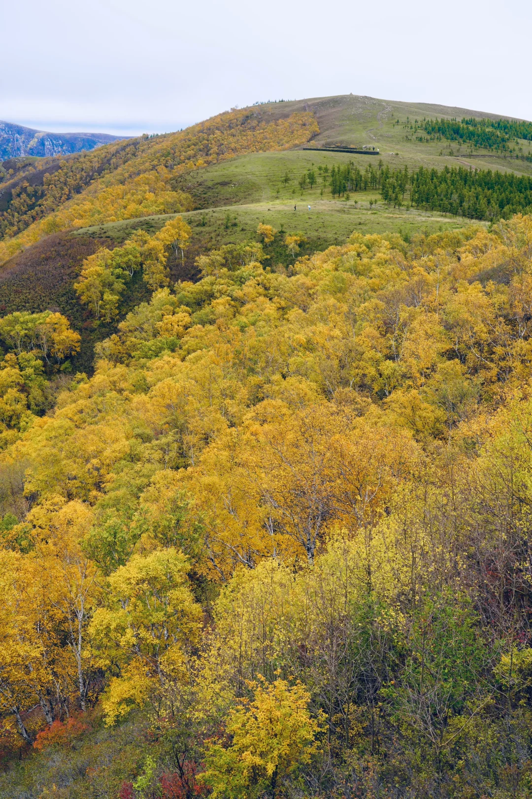 沉醉在塞北呼和浩特的秋色里
