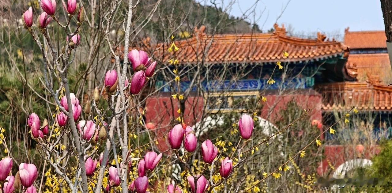在滦州城北部五公里的花海深处，有一座大名鼎鼎的古寺大觉寺，这里被称为京东四大名寺