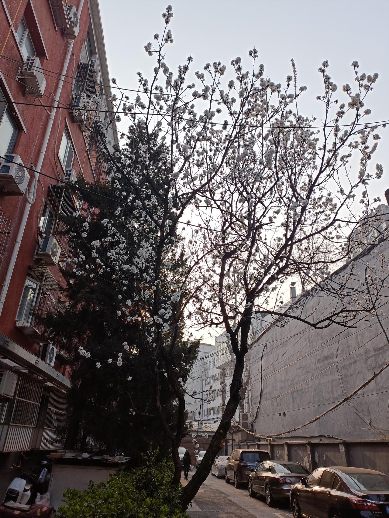 晒图笔记大赛昨天还是含苞待放待放的玉兰花，今天已盛开了花朵