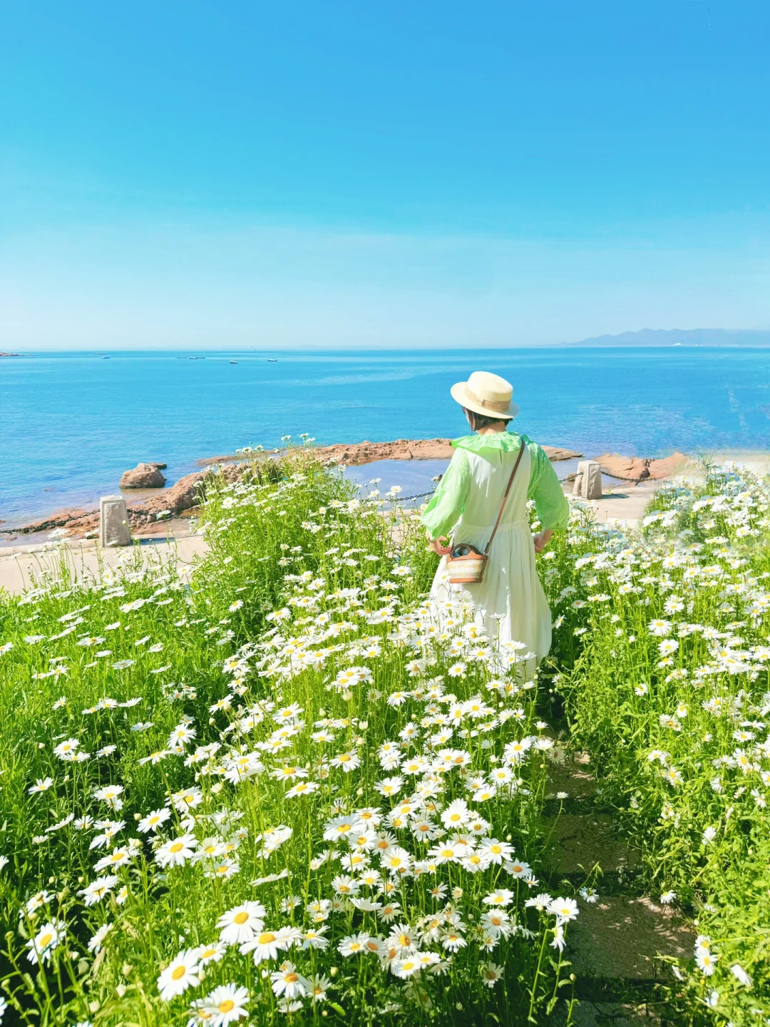 青岛你别太美了‼️海边雏菊花海next level了