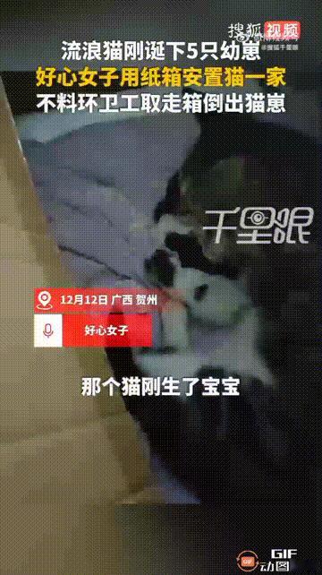 隔着屏幕都能感受到猫妈妈的无助！广西贺州一只流浪猫生下了五只猫崽，一位女店主眼见