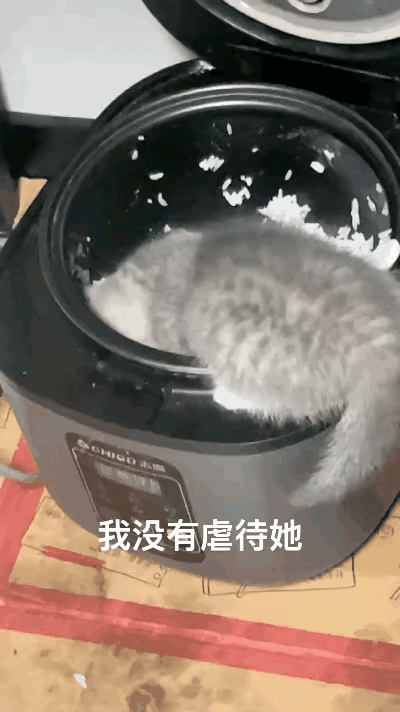 这种猫真的好养，连白饭都肯吃，以后完全不需要特意为它买猫粮了，省心又省钱。
