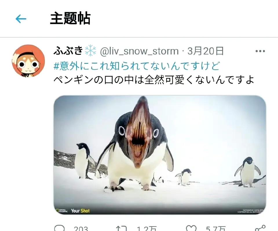 冷知识：企鹅张开嘴，就不可爱了[尬笑][尬笑]
这么看，企鹅还怪可怕[恐惧]