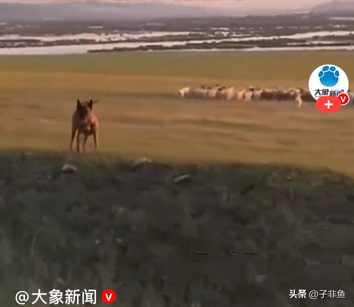 近日内蒙古，一位网友开车行驶在草原公路上，突然前方浩浩荡荡一大群羊群准备过马路，