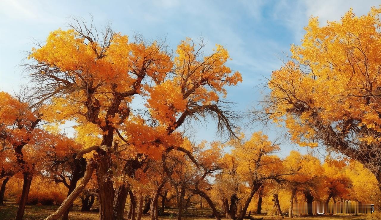 晒图笔记大赛秋雾红叶径