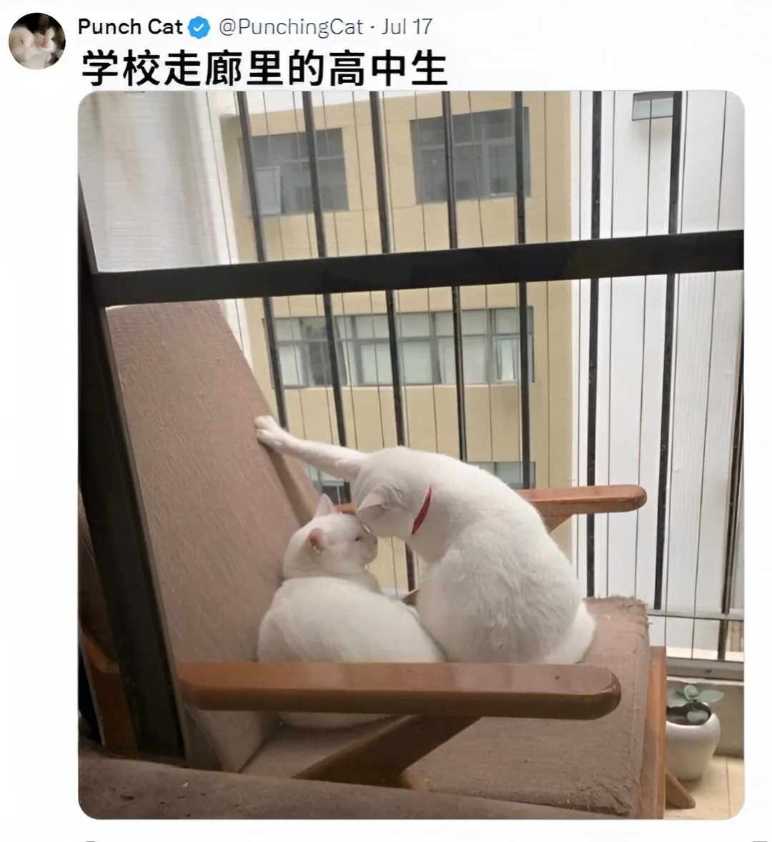 咪学长，请务必和我交往🐱猫meme ​​​
