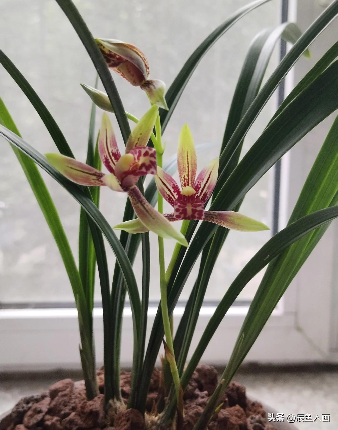 细细端详着，兰花相依，轻展羽翼，好治愈！
她舒展的样子，绝色佳人的气质，是几个轻