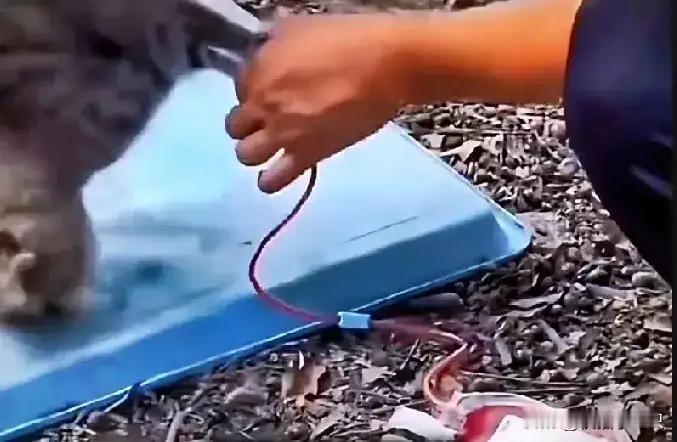它们是生命，不是血袋！
丧心病狂，简直令人发指，他们打着保护收留，流浪猫的幌子，
