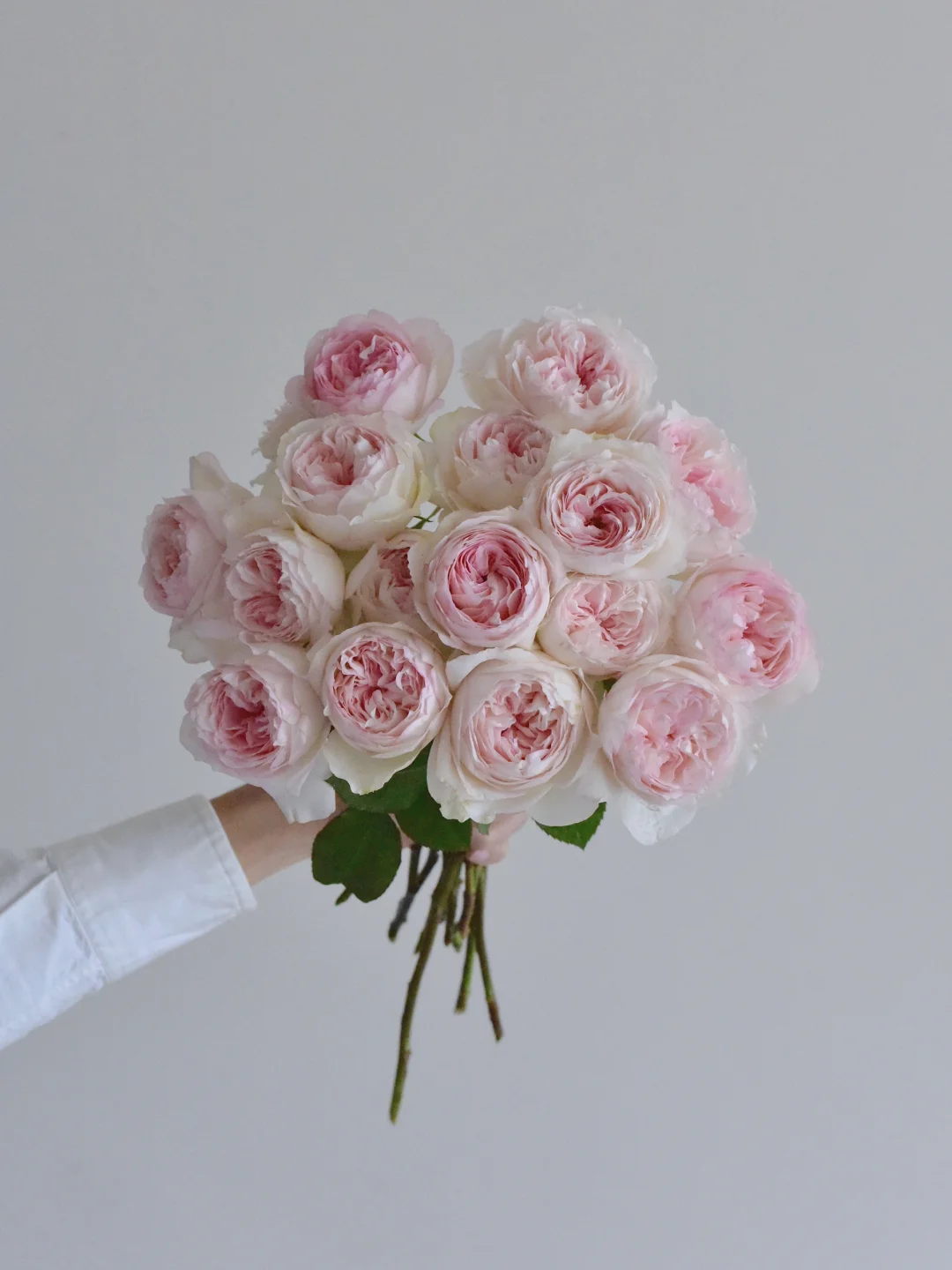 初见玫瑰园·罗克姗