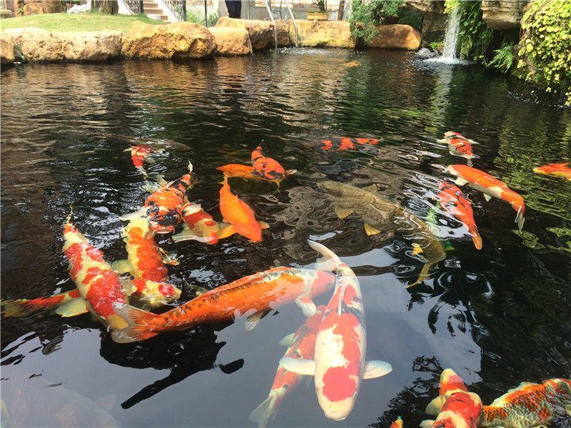 钢筋混凝土鱼池刚建好，千万别直接注水放鱼，踩坑轻则鱼全死，重则水质一直浑浊。一步