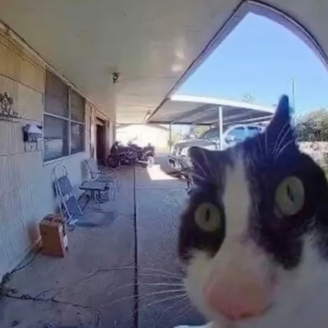 对我人生特别有意义的猫meme8️⃣则 