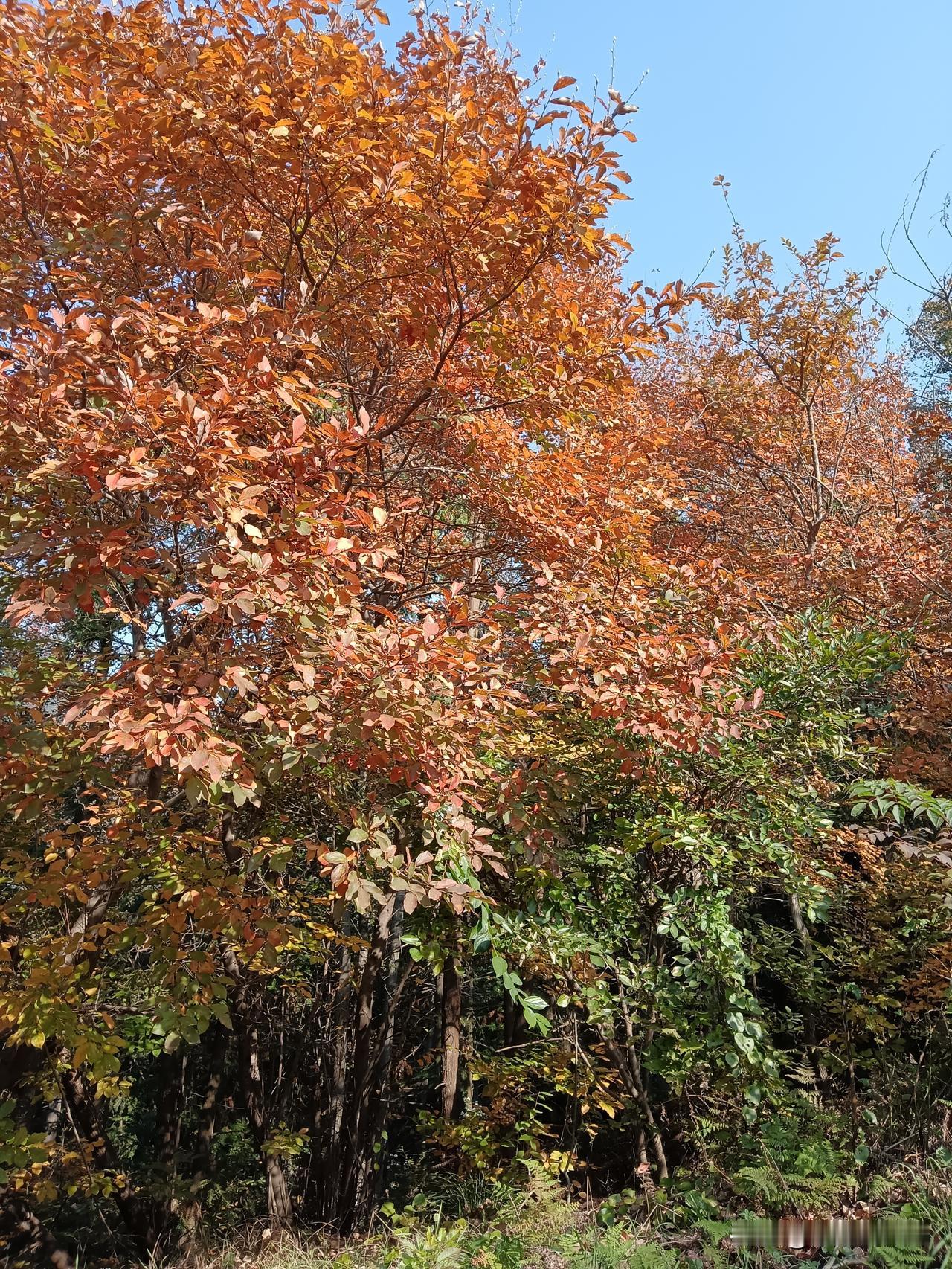 加油！我儿子成绩像过山车