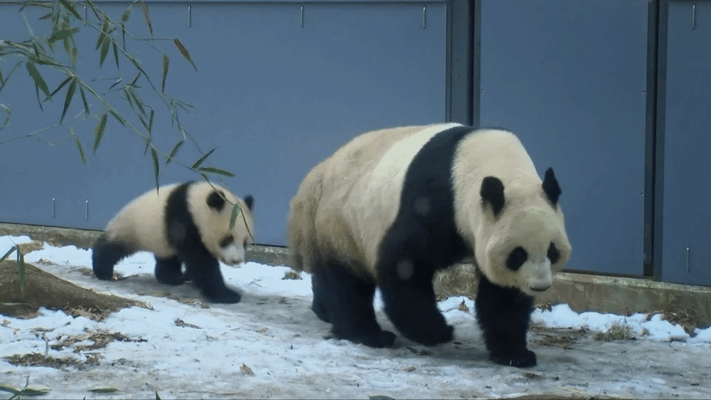 #香香吃饭是真的香##沉浸式看i熊香香吃播# 回家的香香每一天的日子都过得悠闲快