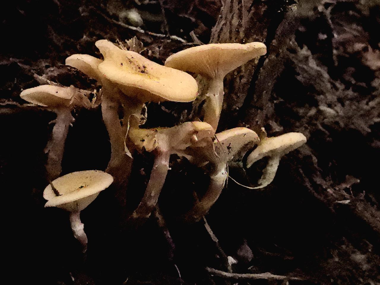 时间的齿轮转到了白露节气，榛蘑这种美味，就是在这个节点上破土而出。
辽东山区从白