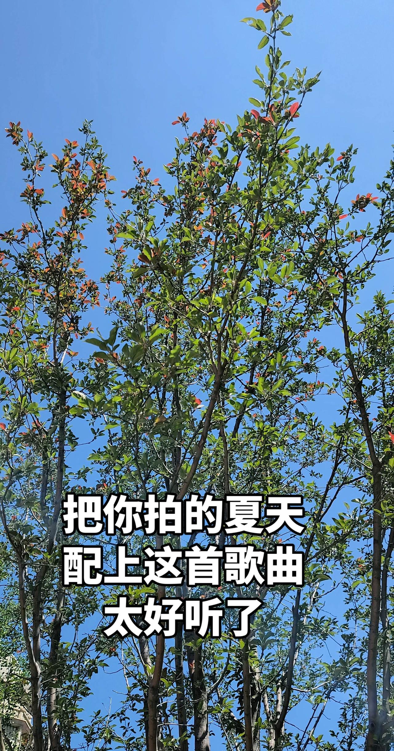 分享你拍的树 创作者中心 创作灵感 自然之美框不住
