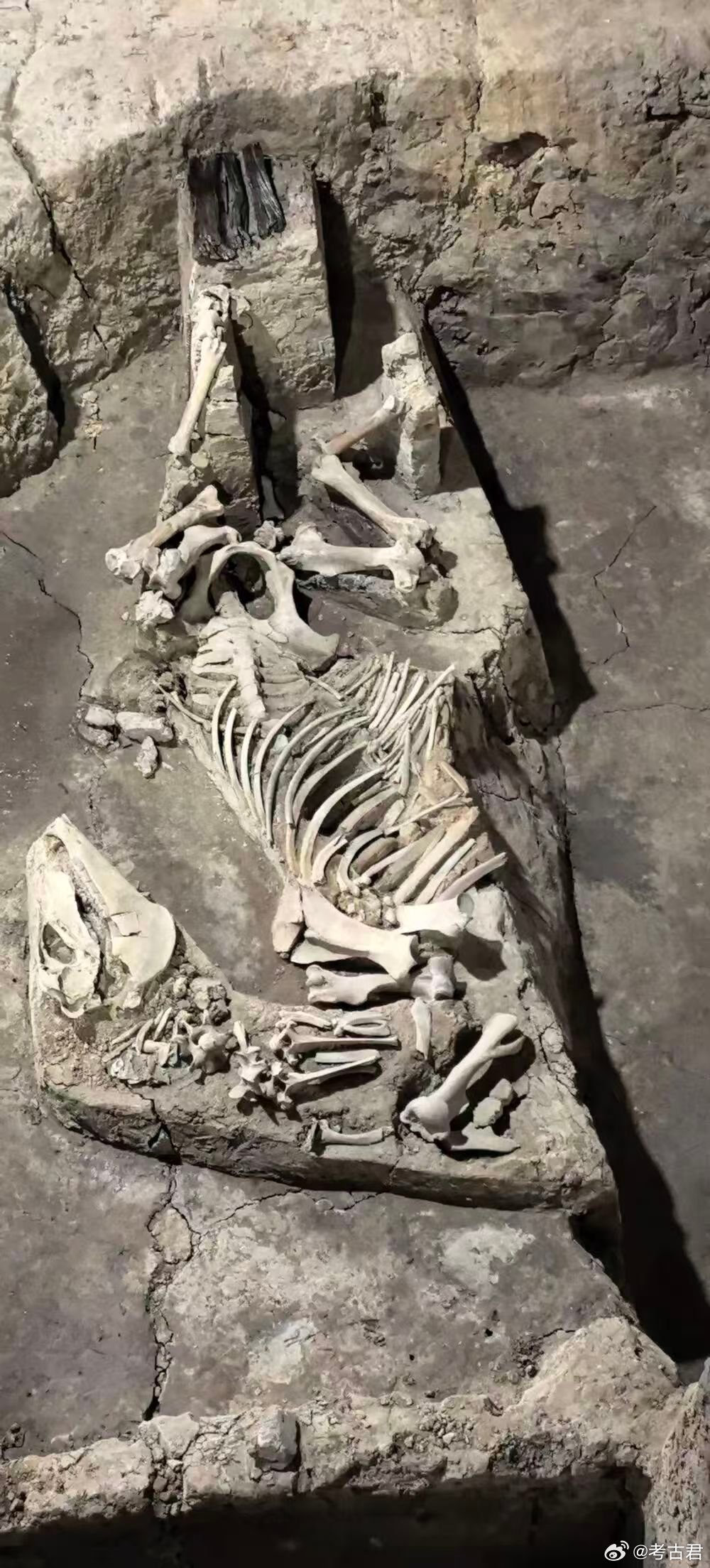 走进考古 动物考古 考古遗址里出土的动物骨头，能告诉我们什么？动物考古就是研究这