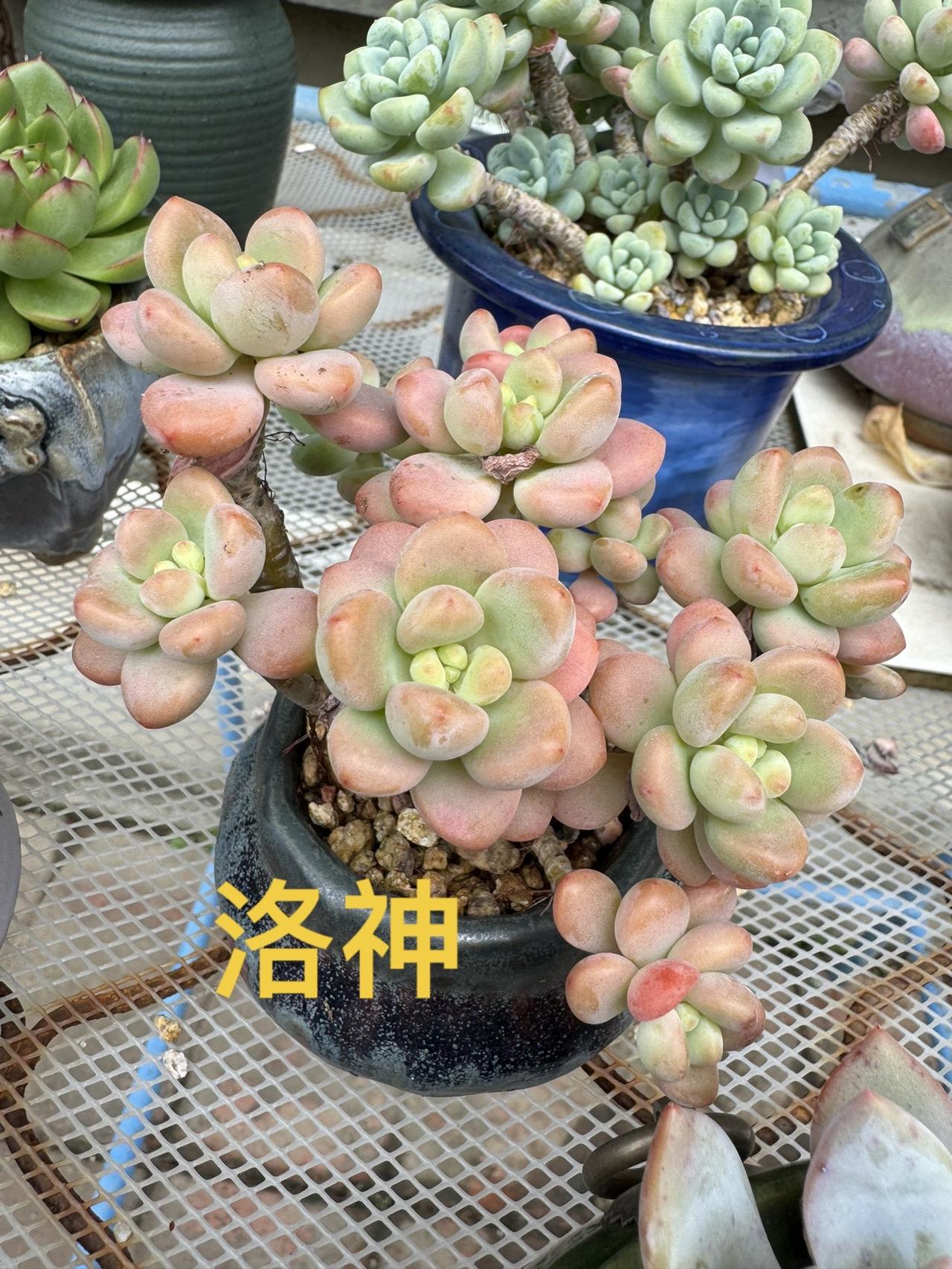 洛神#像水果软糖的多肉有多治愈