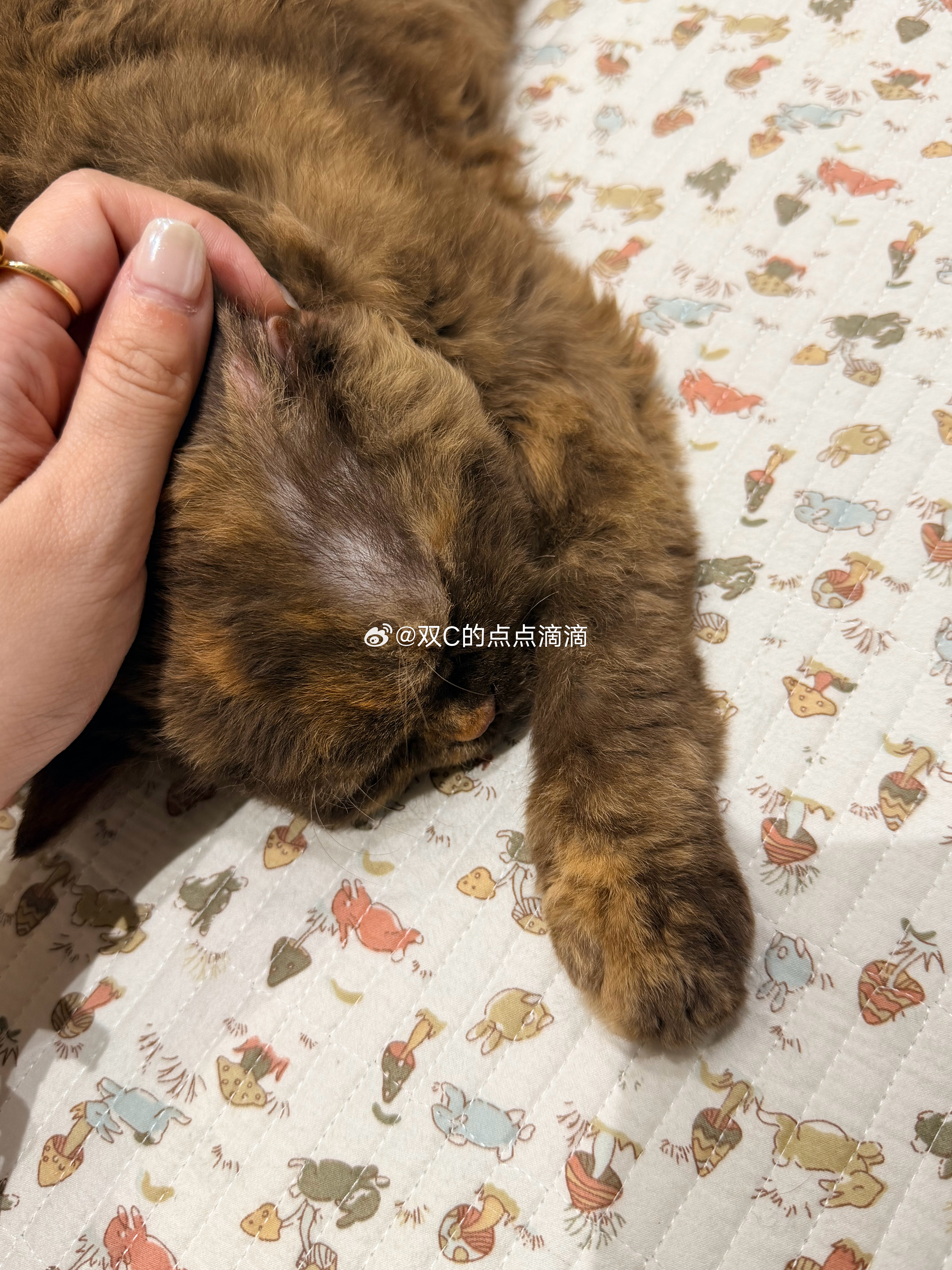 完蛋了我床上换成床单孩子床上还是床盖然后Moka只喜欢床盖不来和我睡了只睡孩子床