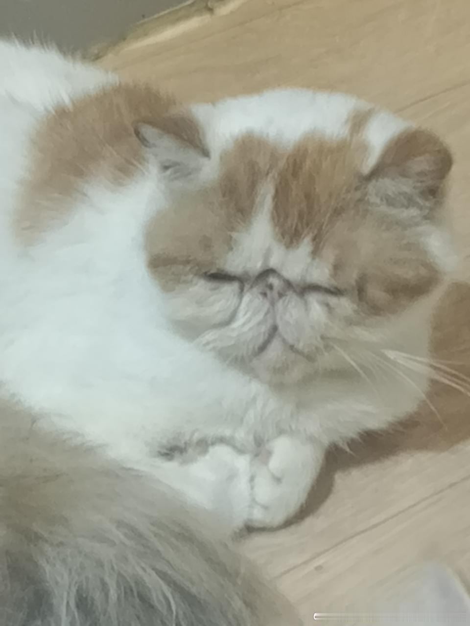 49565【丑猫】真叫人脸扁 
