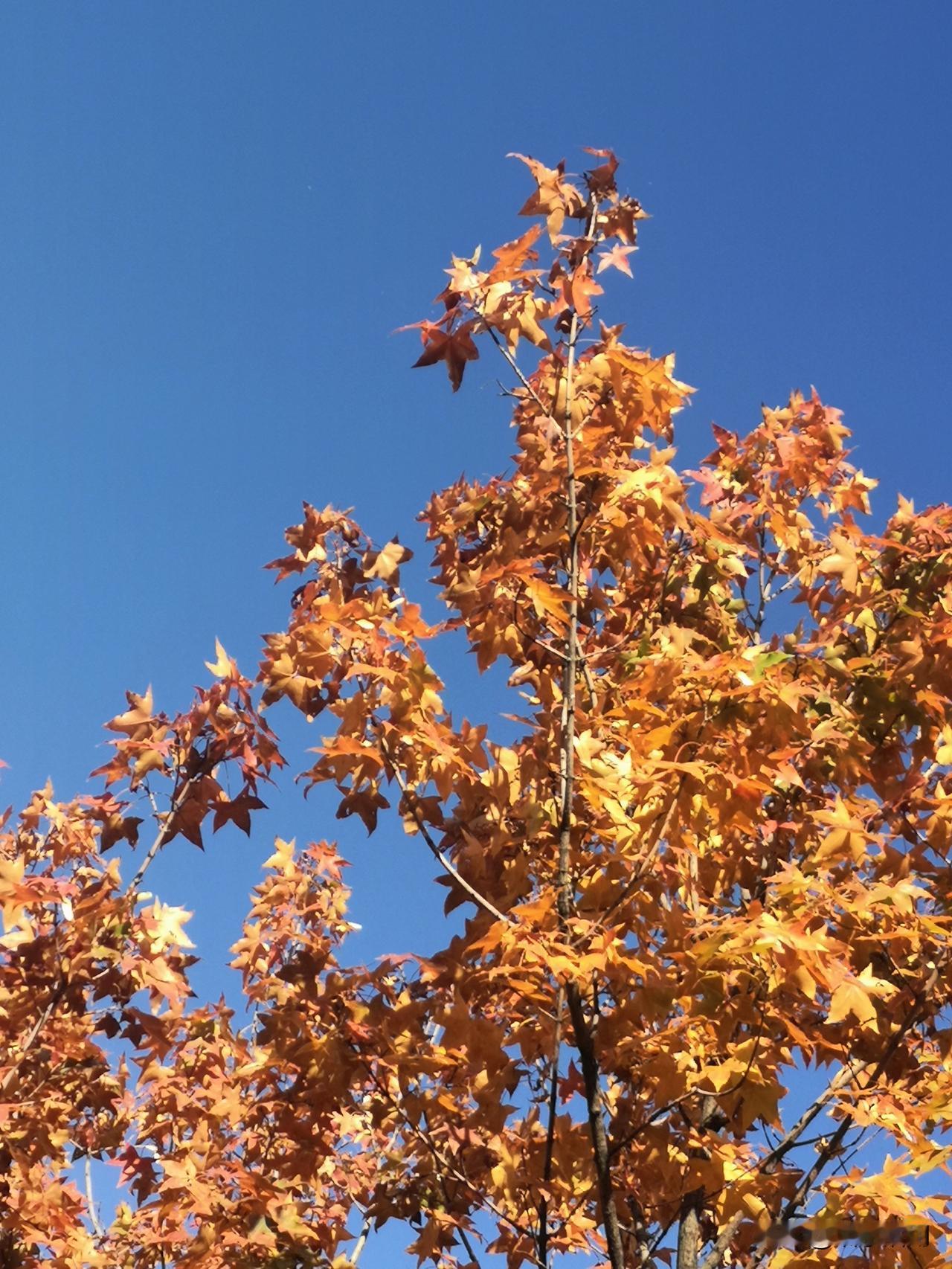 《感悟人生》

夜深人静白云飘，

深深思念心头绕。

寂寞难耐眸窗外，

落叶