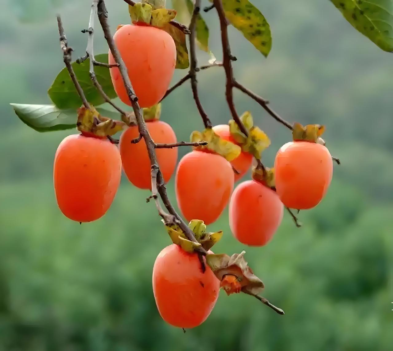 10月24日罗田县三里畈镇錾字石村甜柿丰收啦！漫山柿子树搭配错落民舍，那就是一幅