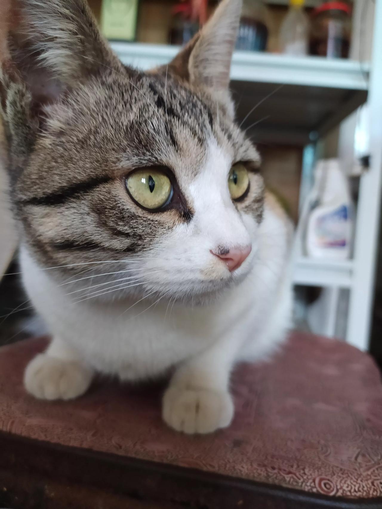 东北又到猫冬的季节，大伙一般都在干啥呢？
 
天一冷，东北农村就正式进入猫冬模式