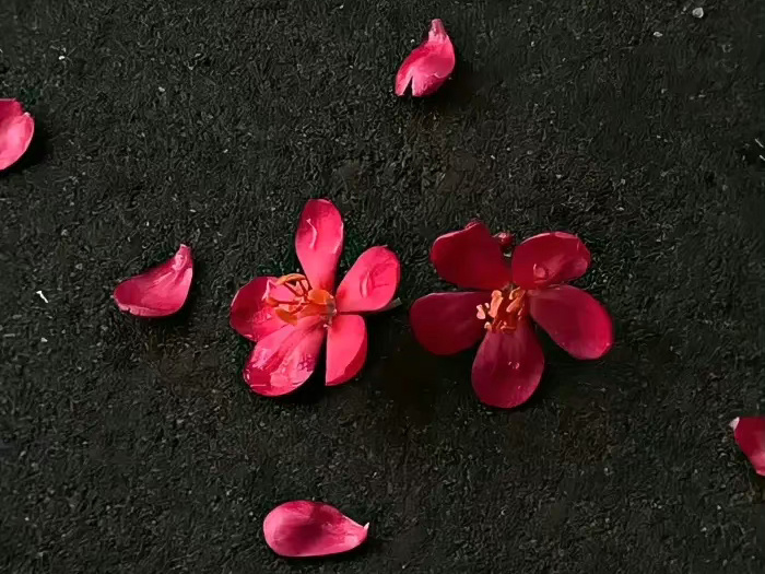 不是月亮也没关系 但至少不能黯淡. ​​​