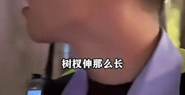 “树全责！”上海一司机撞树喊冤：这棵树长太歪！交警一句话点醒众人