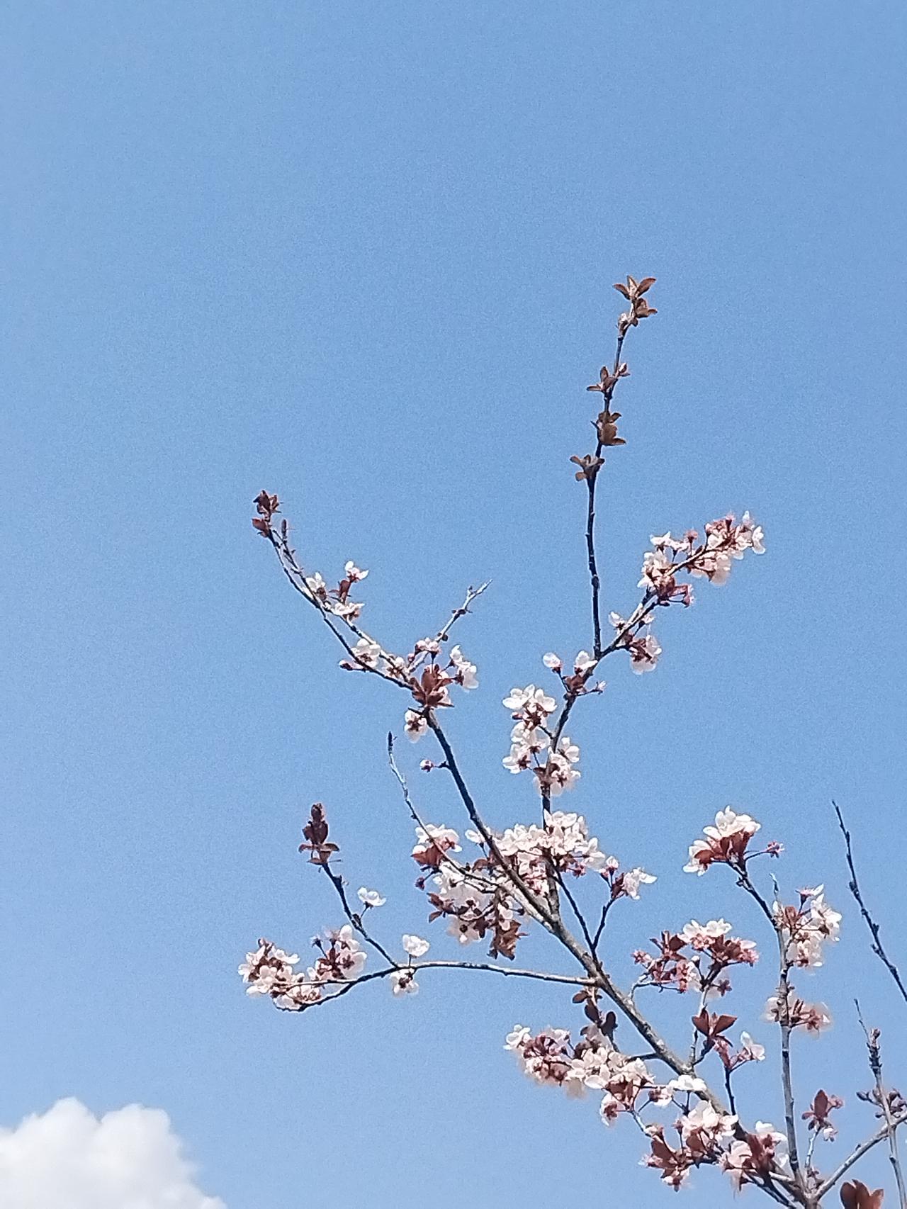 春风拂面，花枝满目。初七出游，邂逅一片果树林，繁花满树，恰似天边云霞飘落人间。粉