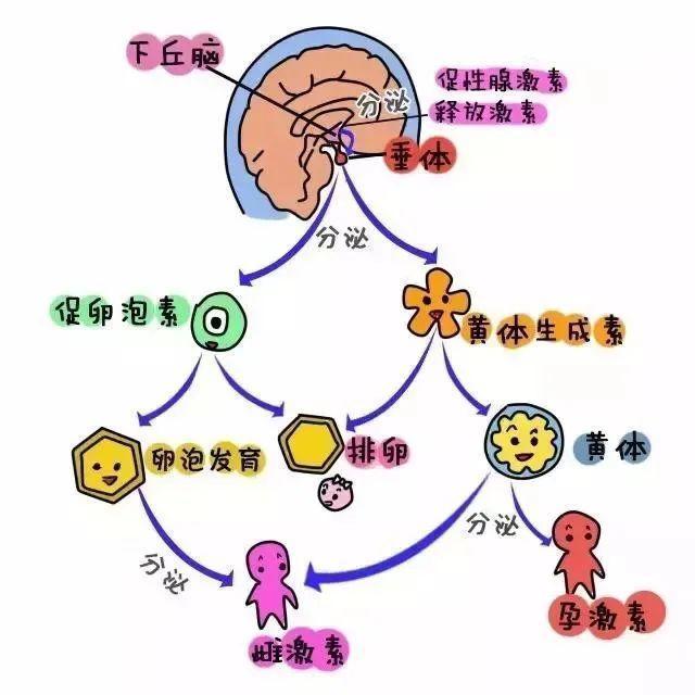 #健康真探社#【性激素六项检查这样看，你就懂了！】临床上常用性激素水平检查来了解