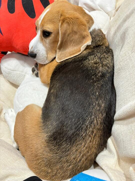 丑萌小比