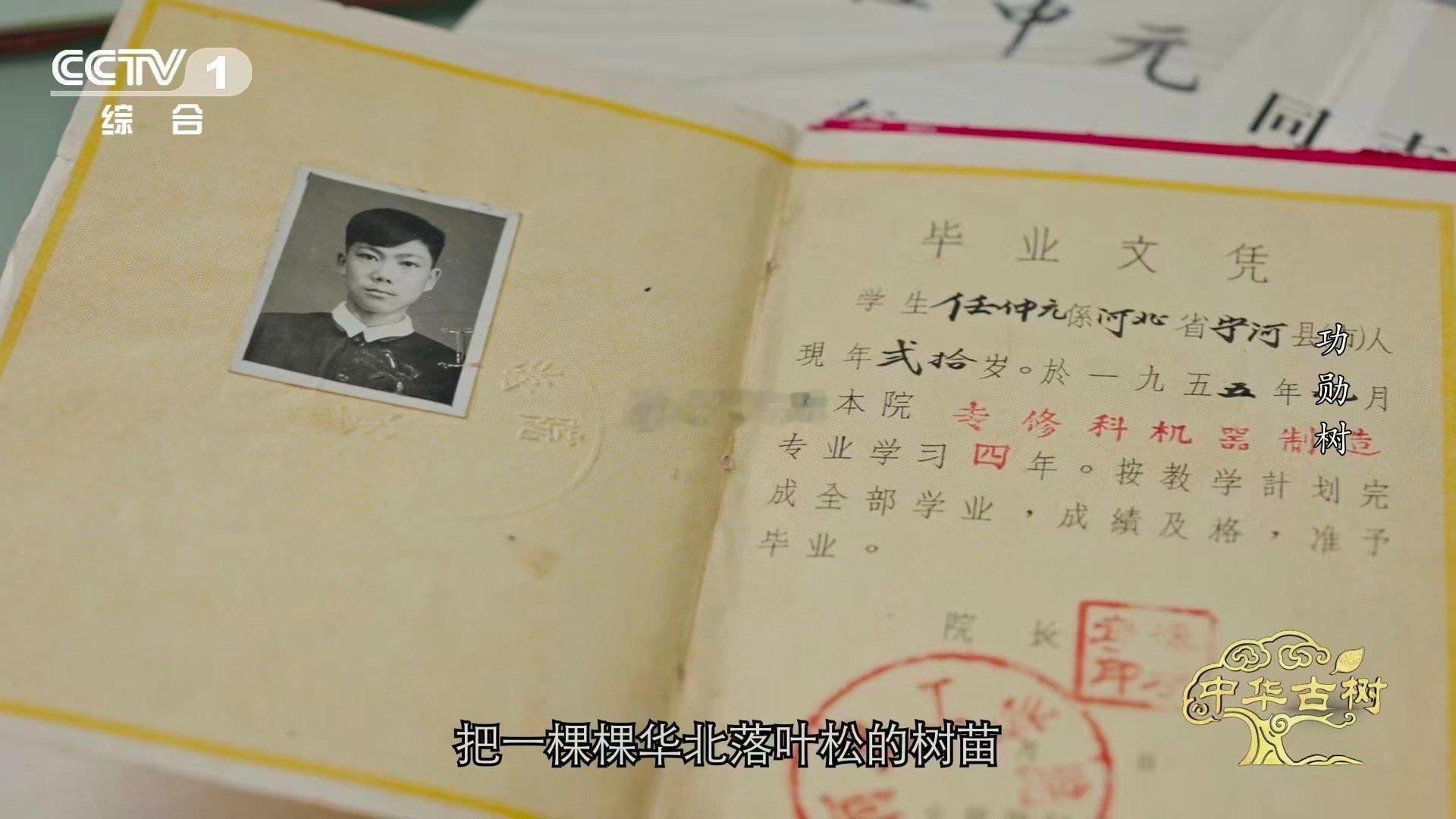 140岁落叶松救活一片荒漠一棵百岁树也能教人种树一个孤独的生命，照亮了一条全新的