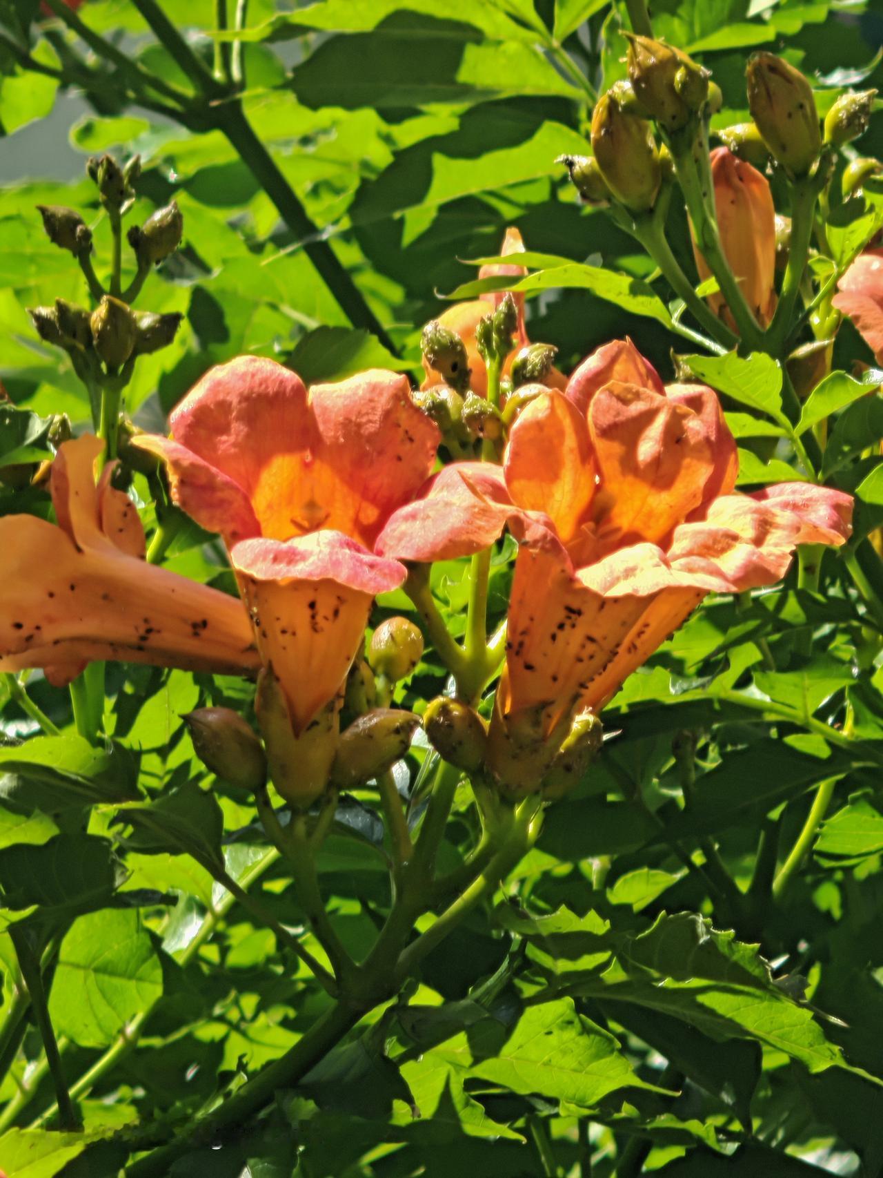 华远铭悦小区里的凌霄花，简直美炸了！6月芒种刚过，步入盛夏，蓝天一衬，那叫一个绝