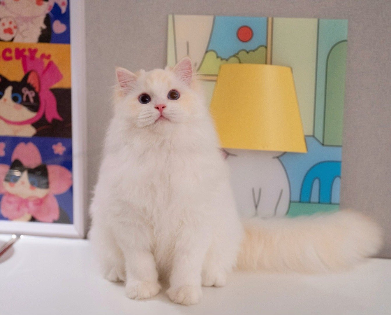 甜饼，又一个大个子男孩 