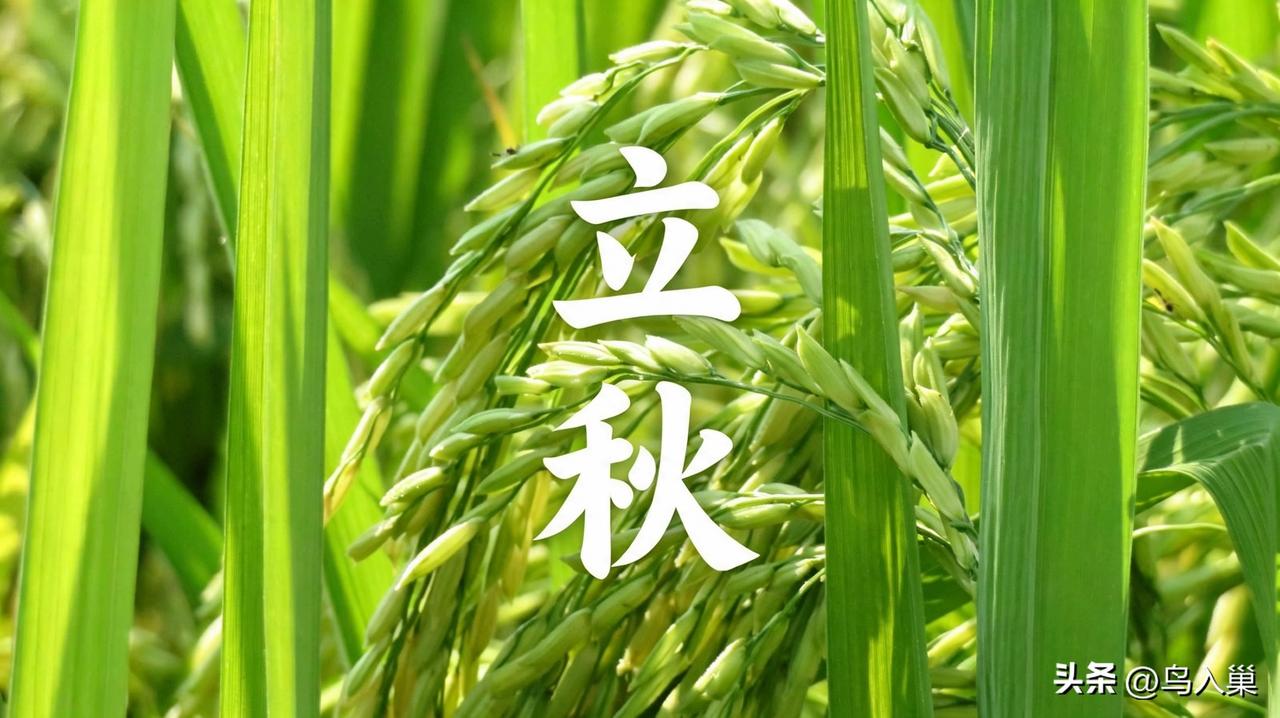 【十楼杂记】立秋
暑气未曾收，金风已暗流。
忽惊稻花落，方觉是初秋。