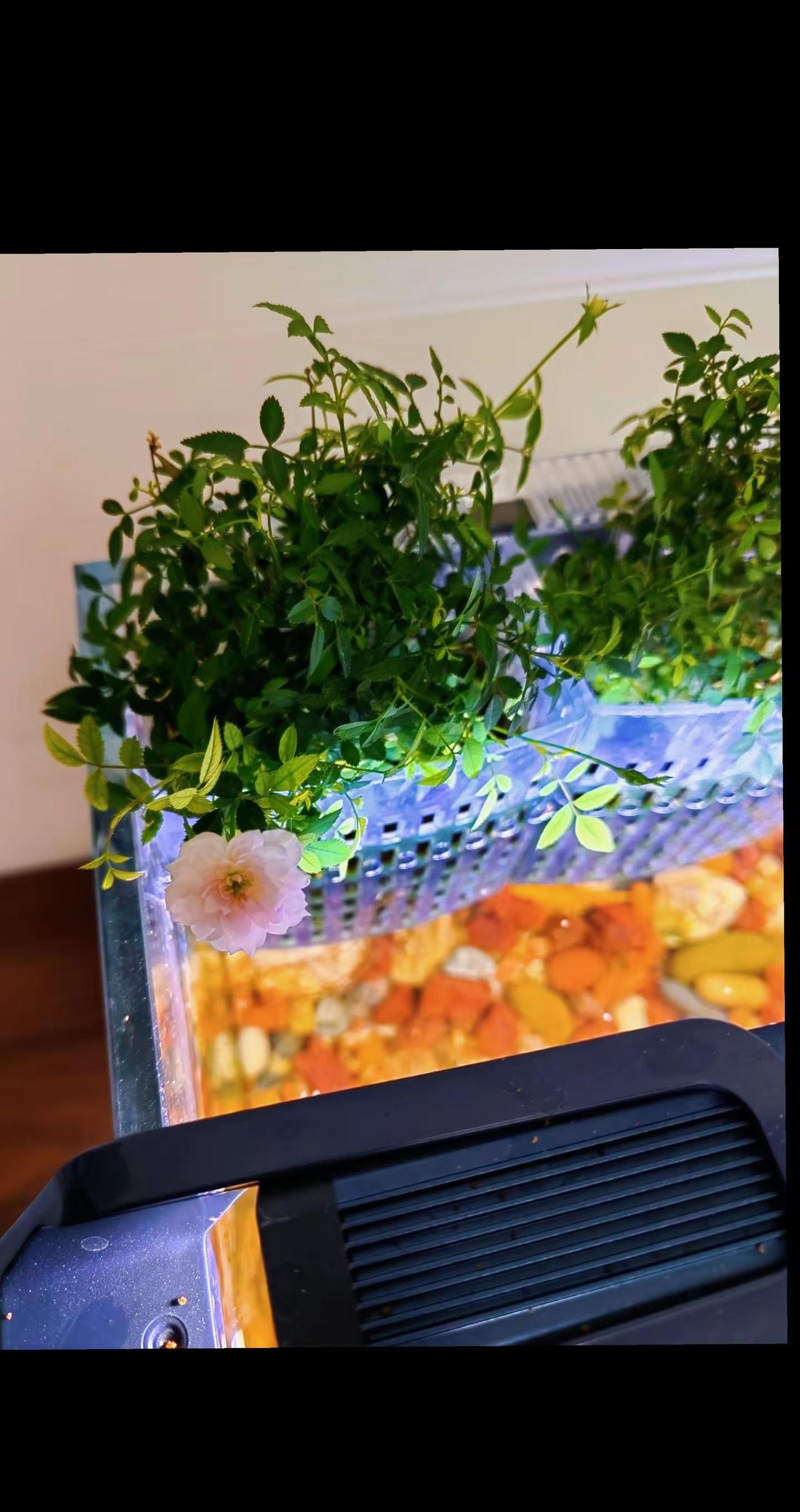 鱼缸里的大自然