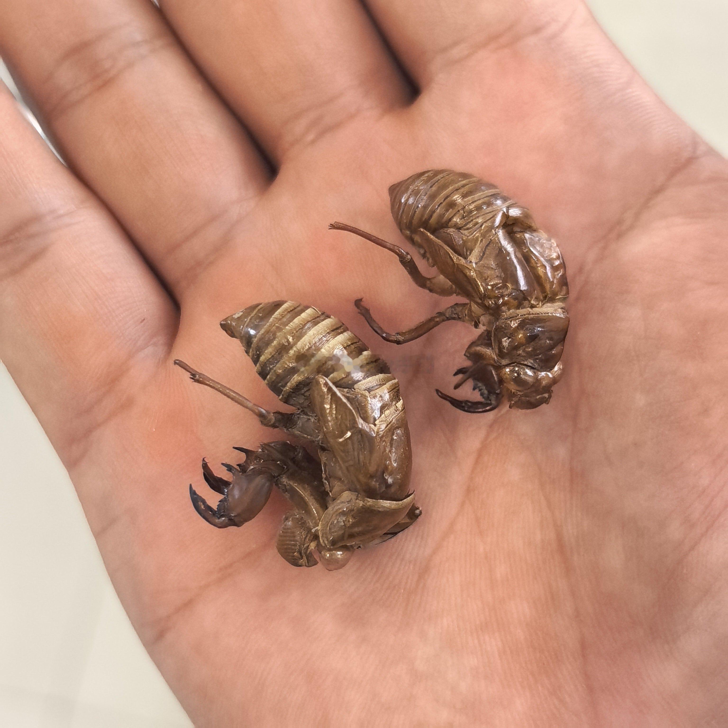 蝉蜕，有一种伪品，个头比黑蚱（正品）小一点，质地看着很接近，这时候就要注意看一下