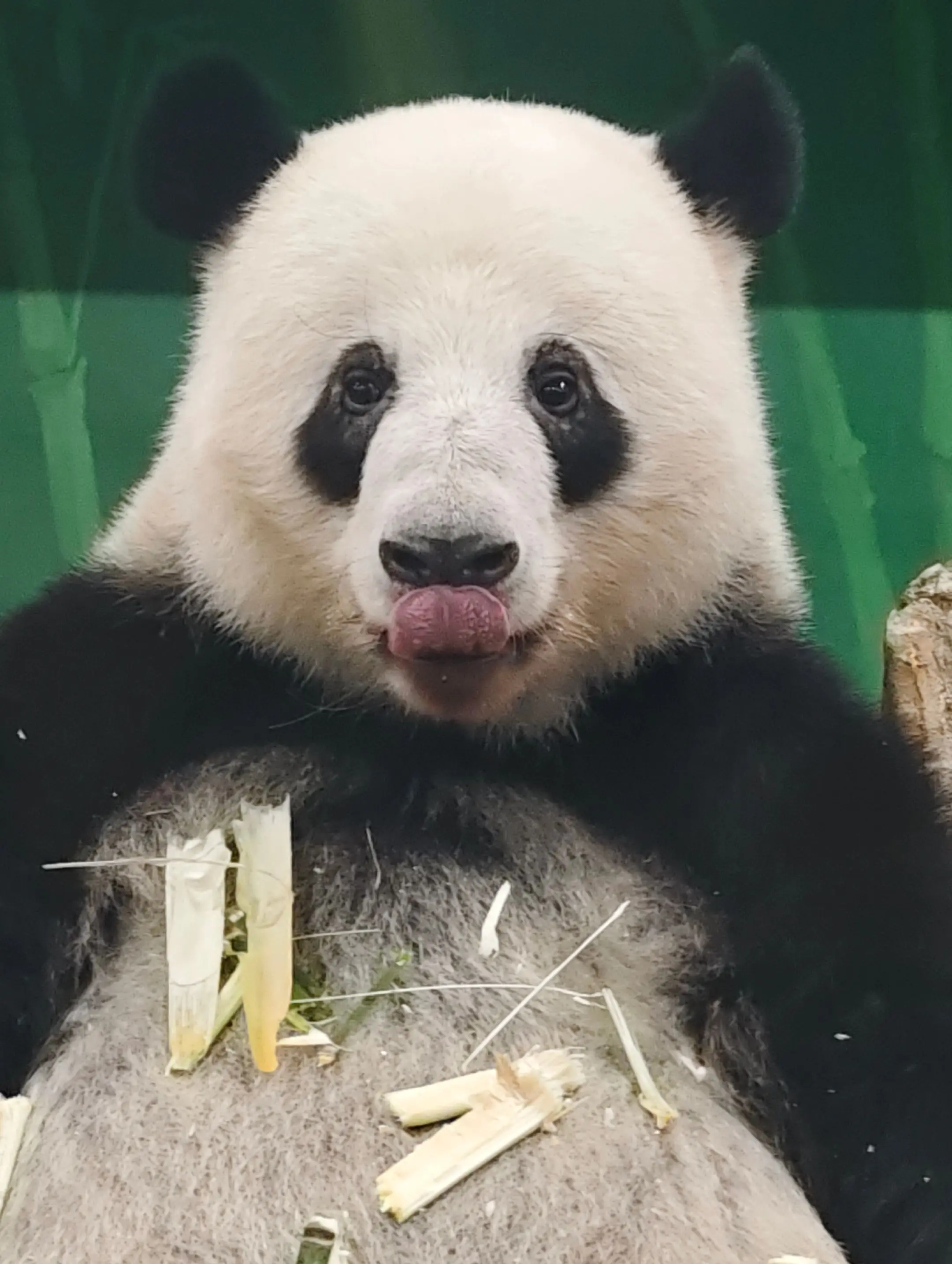 用手机都唔影响我黑阿星。（广动星一）