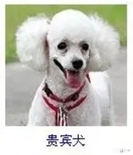 菩萨蛮4·贵宾犬
       茸毛堆雪团成球，粉蹄轻踏春衫皱。耳若白菱开，眸如