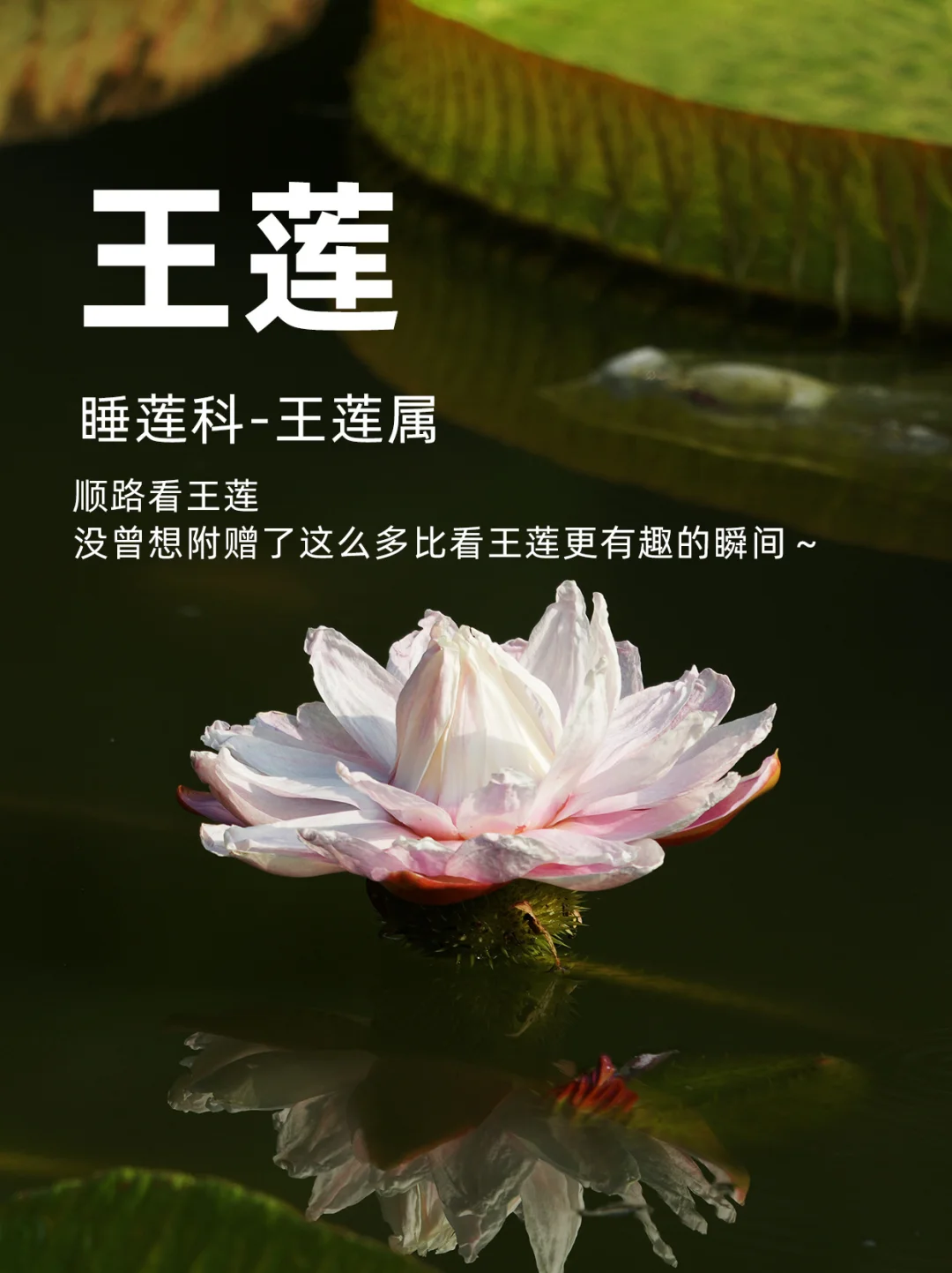 顺路看王莲，没想到发现了更多的有趣瞬间