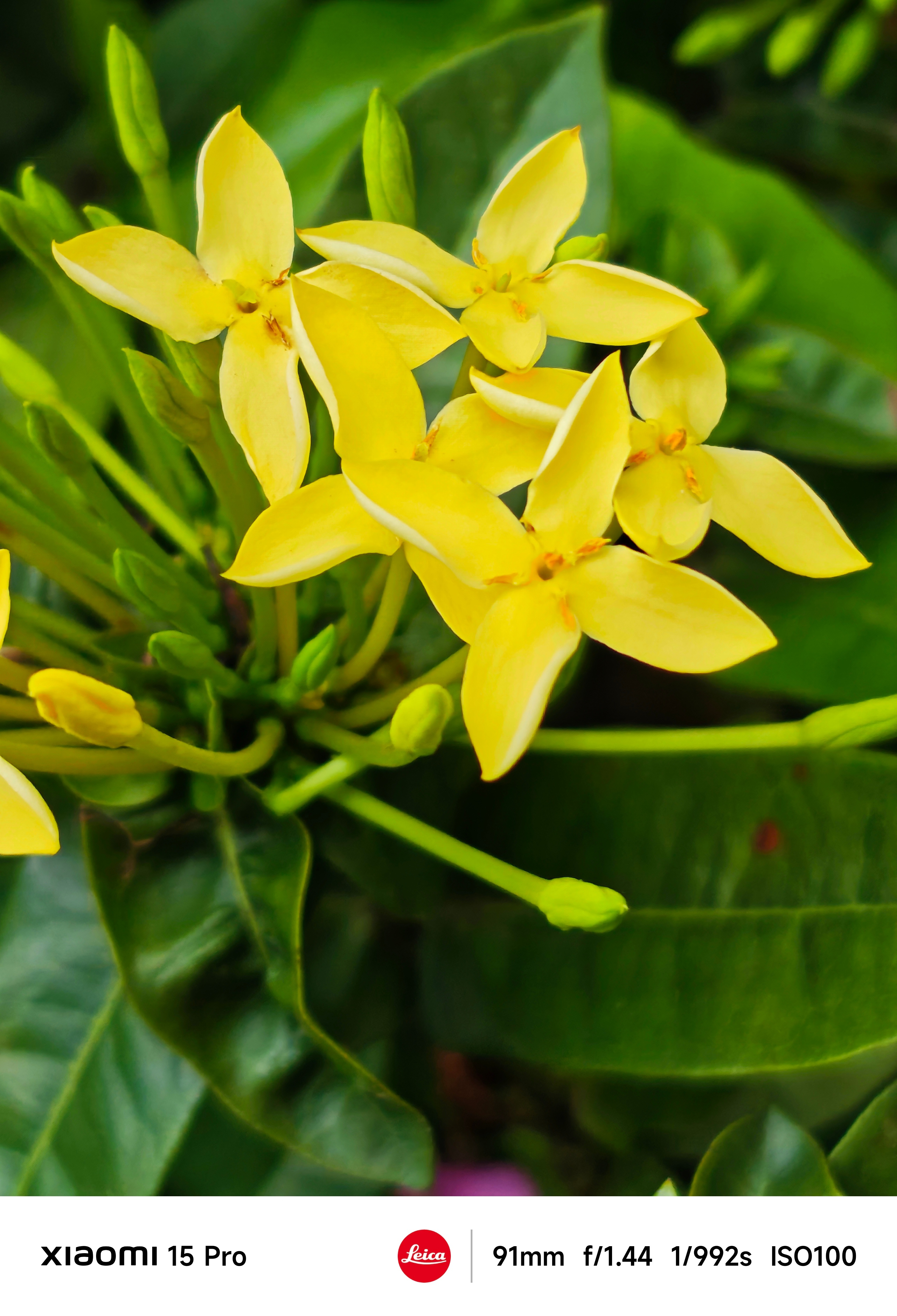 广州不愧为花都！随处可见的各种小花，这两天温度也很舒适～中央气象台四个预警齐发 